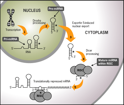Las moléculas de miRNA se sintetizan en el núcleo y realizan su función en el citoplasma (fuente: http://immunotrends.blogspot.com).